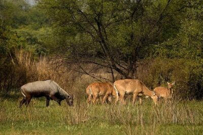 Bharatpur Bird watching & Wildlife from Delhi - Inside Keoladeo: the bicycle rickshaw safari that keeps you close to wildlife