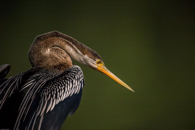 Bharatpur Bird watching & Wildlife from Delhi - Price and value: is $159 fair for a full wildlife day?