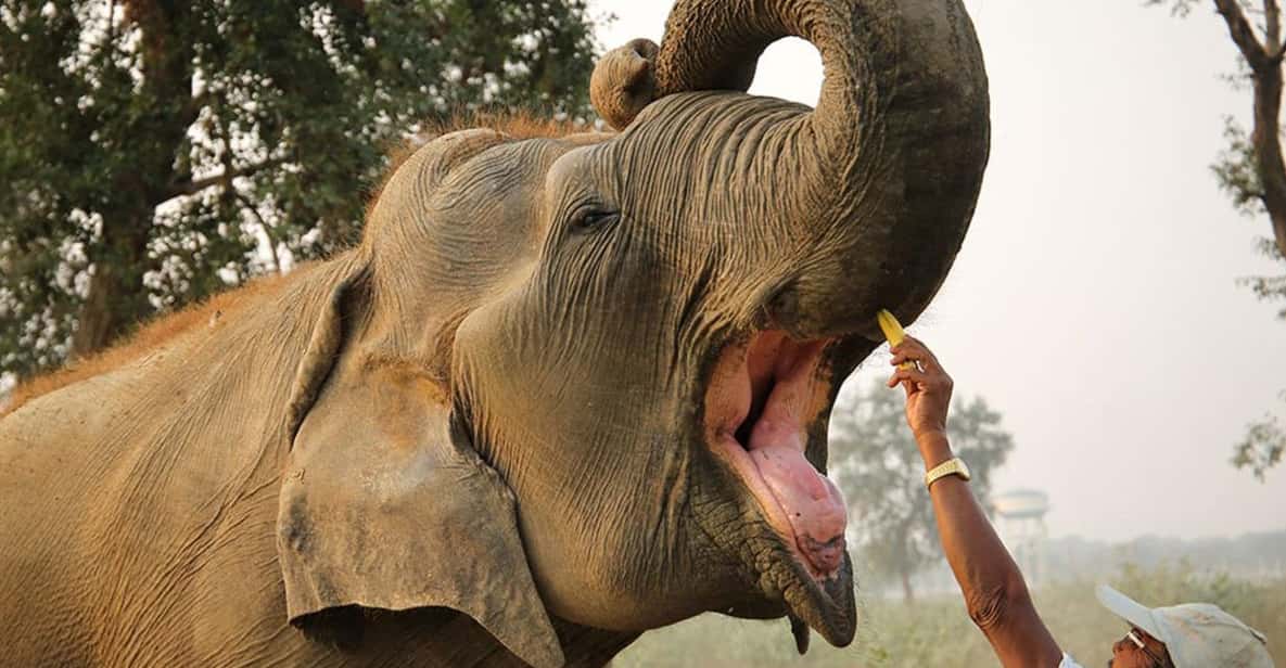 Delhi: 3Day Golden Triangle with Elephant SOS (5 Star Hotel) - Key things to know before you go