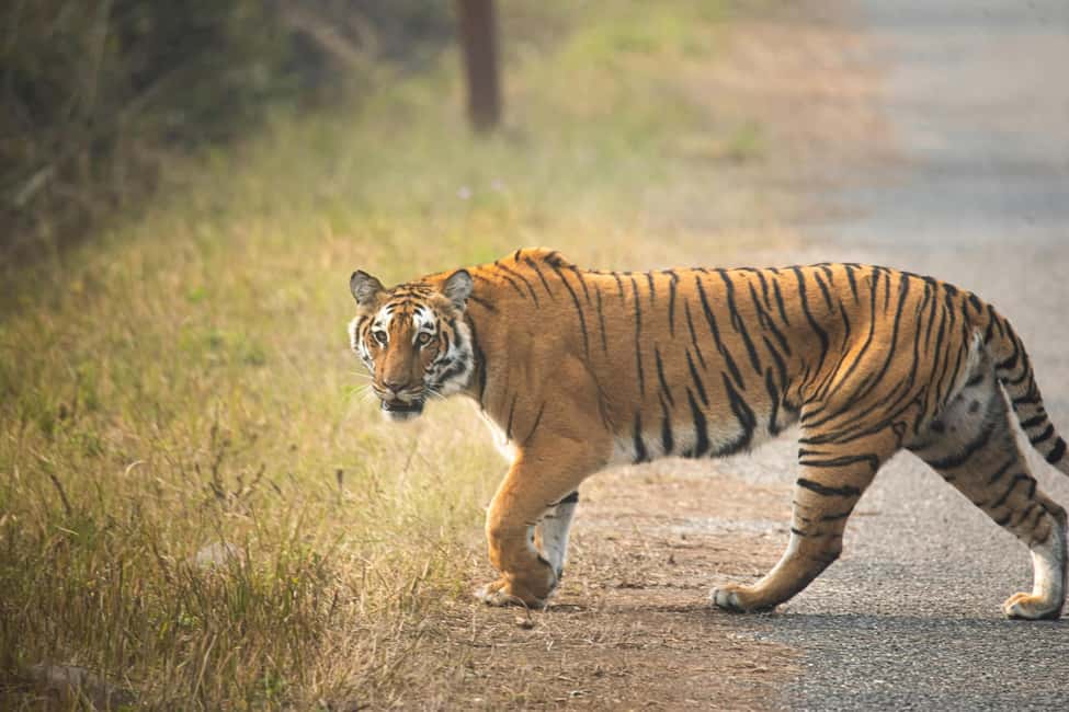 Delhi Agra Jaipur Golden Triangle Multiday Trip with Safari - Agra sunrise at the Taj Mahal: worth the early start