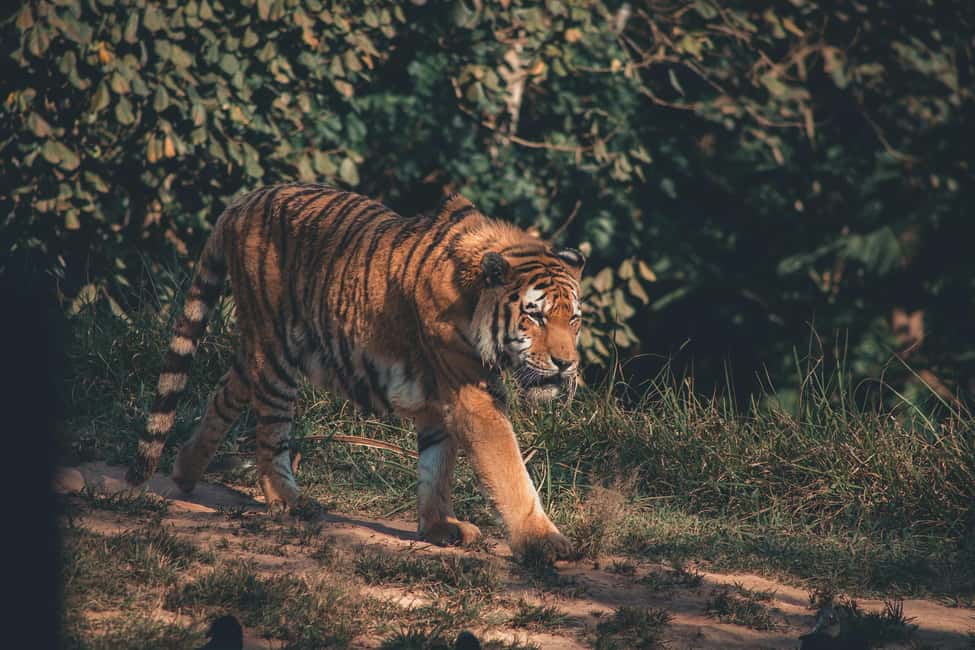 Delhi Agra Jaipur Golden Triangle Multiday Trip with Safari - Jaipur in 2 blocks: forts, palaces, and the Pink City feel