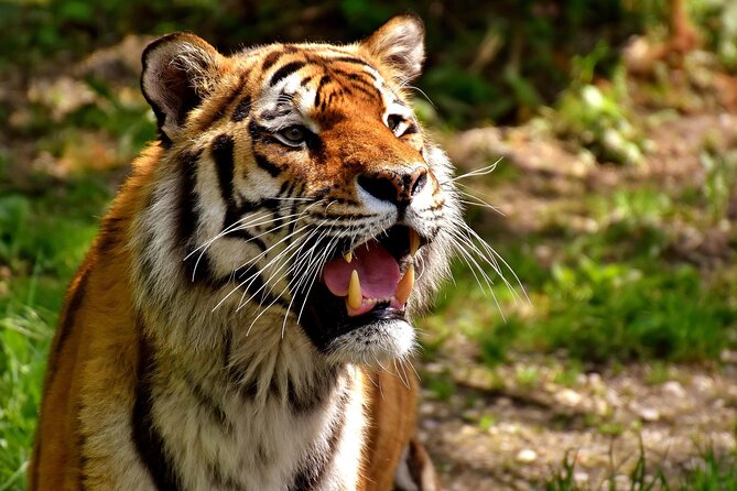 Delhi, Agra, Jaipur & Ranthambhore Tiger Safari 5-Day Tour - How the 5-Day Delhi–Agra–Jaipur–Ranthambhore Loop Feels Day to Day