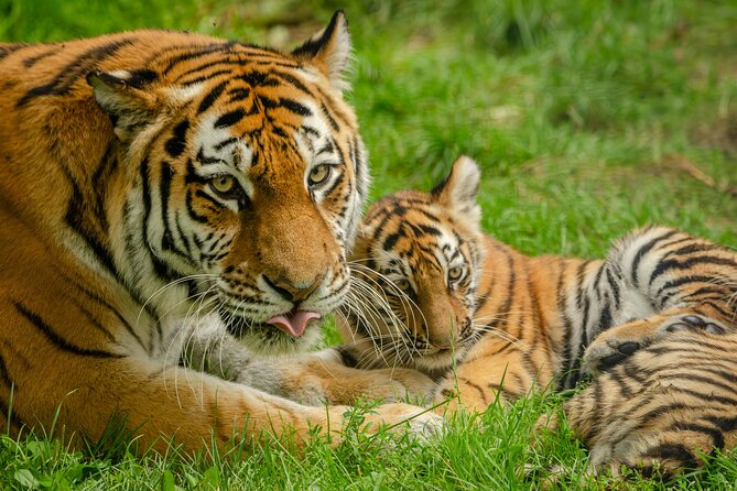 Delhi, Agra, Jaipur & Ranthambhore Tiger Safari 5-Day Tour - From Agra to Ranthambhore: When the Driving Day Matters