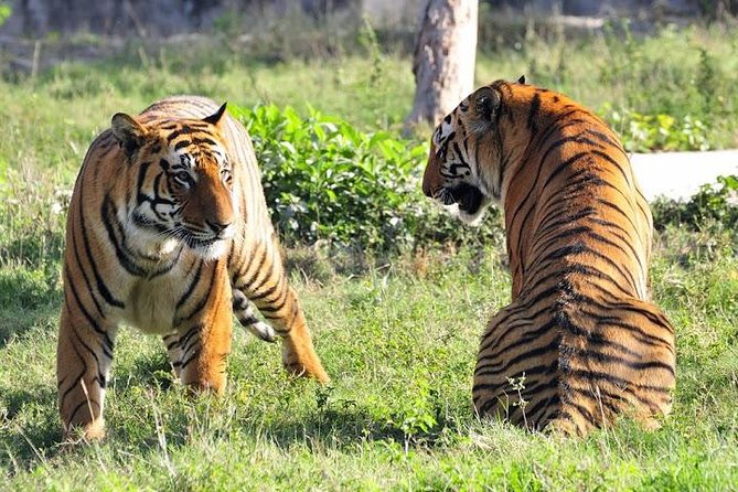 Delhi, Agra, Jaipur & Ranthambhore Tiger Safari 5-Day Tour - Sunrise Taj Mahal in Agra: The Timing Is the Value