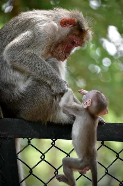Delhi: Monkey Safari guided walking tour - From R K Ashram to Connaught Place: how the morning starts