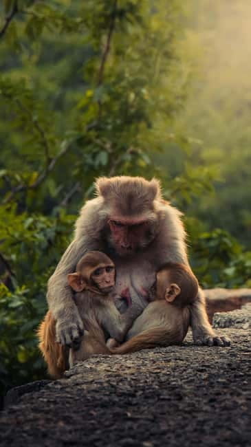 Delhi: Monkey Safari guided walking tour - Guides like Santan: what you actually learn on the walk