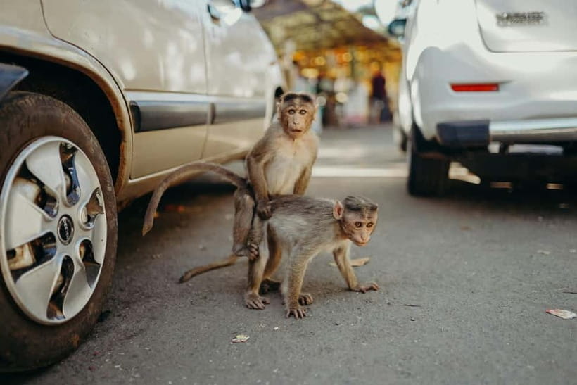 Delhi: Monkey Safari guided walking tour - Entering monkey territory: what the safari feels like