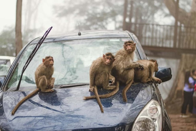 Delhi: Monkey Safari guided walking tour - Price and value: is $27 reasonable for this kind of morning?