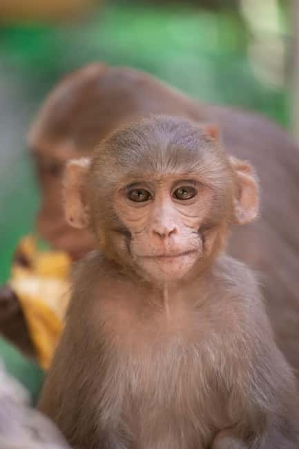 Delhi: Monkey Safari guided walking tour - Temple stops and the monkey connection in Hindu mythology