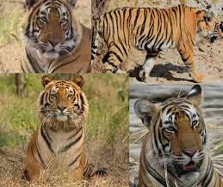 Delhi: Ranthambore National Park 3-Day Trip w/ Tiger Safari - Day 2 morning safari: early starts and real tiger-chance time