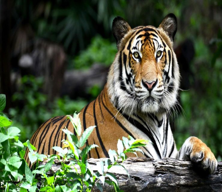 Delhi: Ranthambore National Park 3-Day Trip w/ Tiger Safari - Day 2 sunset safari: second chance, different light, different action