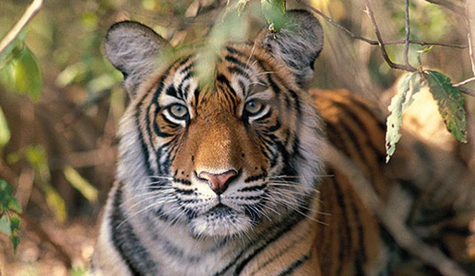 Delhi: Ranthambore National Park 3-Day Trip w/ Tiger Safari - Getting tickets, cameras, and comfort right