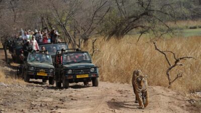 Delhi: Same Day Sariska National Park Tour with Tiger Safari - Entering Sariska: Registration, Gate Time, and Choosing Your Safari Vehicle