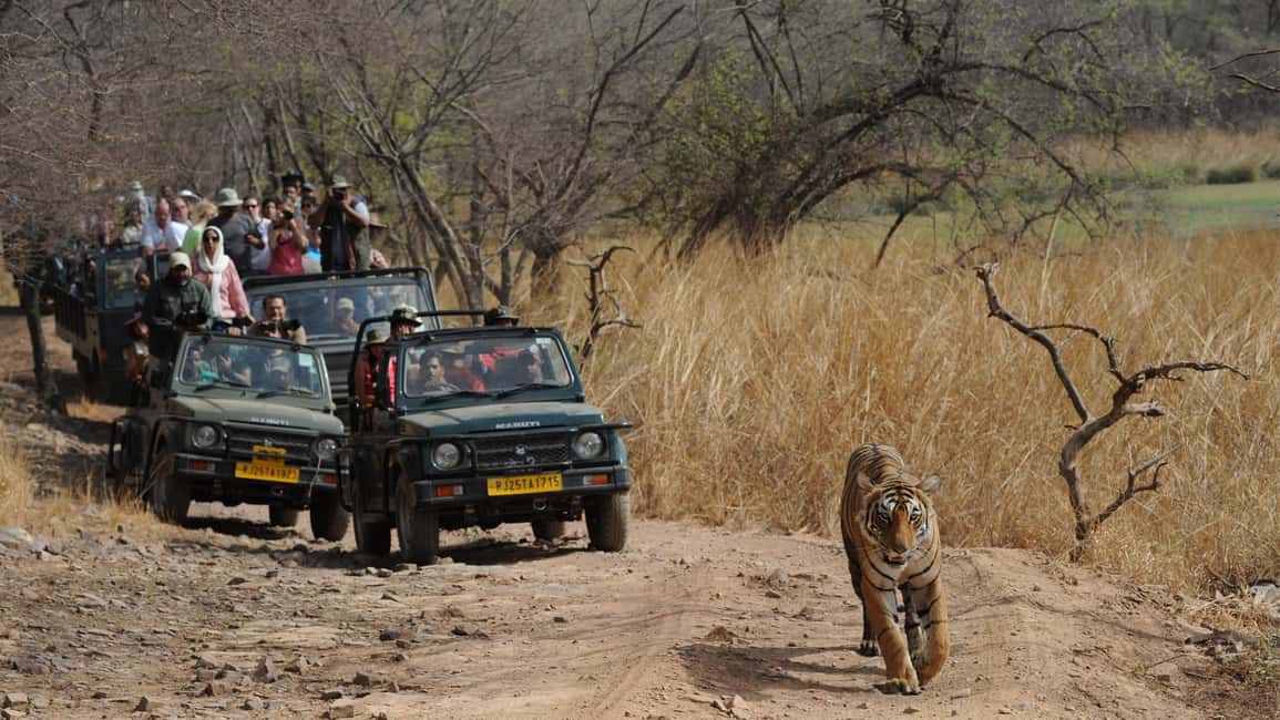 Delhi: Same Day Sariska National Park Tour with Tiger Safari - Entering Sariska: Registration, Gate Time, and Choosing Your Safari Vehicle