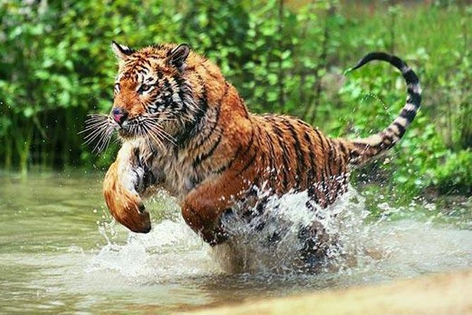 Delhi to Ranthambore Daily Tiger Safari Tour - Key Things You’ll Notice on This Delhi to Ranthambore Safari