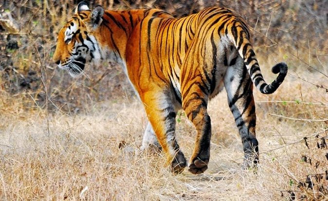 Delhi to Ranthambore Daily Tiger Safari Tour - Entering Ranthambore: Transfers and Real-World Timing from Delhi