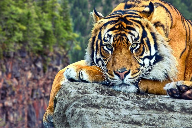 Delhi to Ranthambore Daily Tiger Safari Tour - Day 2: Morning and Afternoon Game Drives in Ranthambore National Park