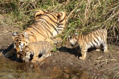 Delhi to Ranthambore Daily Tiger Safari Tour - Day 1: The Road to Sawai Madhopur Plus Ranthambore Fort