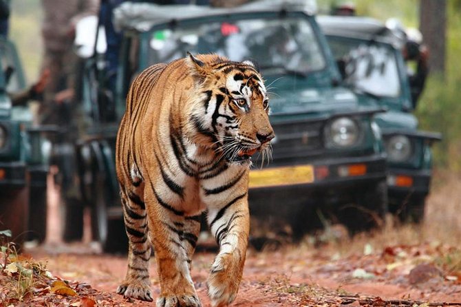 Delhi to Ranthambore Daily Tiger Safari Tour - Where You’ll Stay and How Meals Fit the Wildlife Schedule