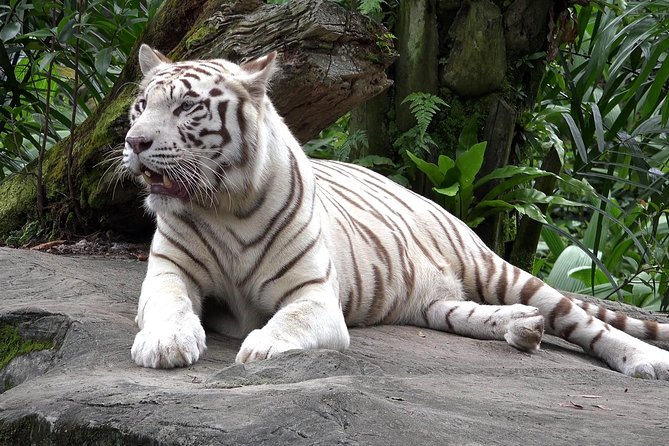 Delhi Zoo White Tigers & lions with Old Fort Visit - How the 8:00am Zoo-and-Old-Fort Timing Fits a Delhi Day