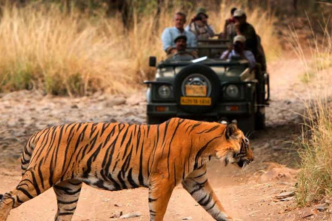 Five Days Golden Triangle Tour with Ranthambore Delhi Agra Jaipur - What You’re Getting: Golden Triangle Meets Tiger Country
