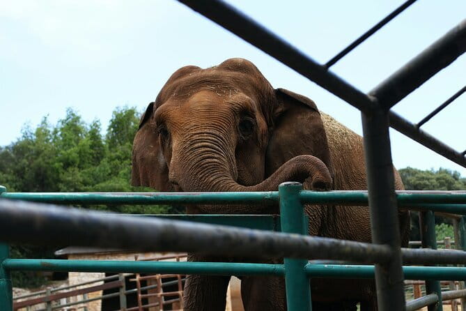 From Delhi: 1-day trip Mathura with Elephant conservation - Key highlights at a glance