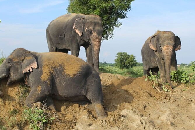 From Delhi: 1-day trip Mathura with Elephant conservation - Why this one-day Mathura + elephant plan makes sense