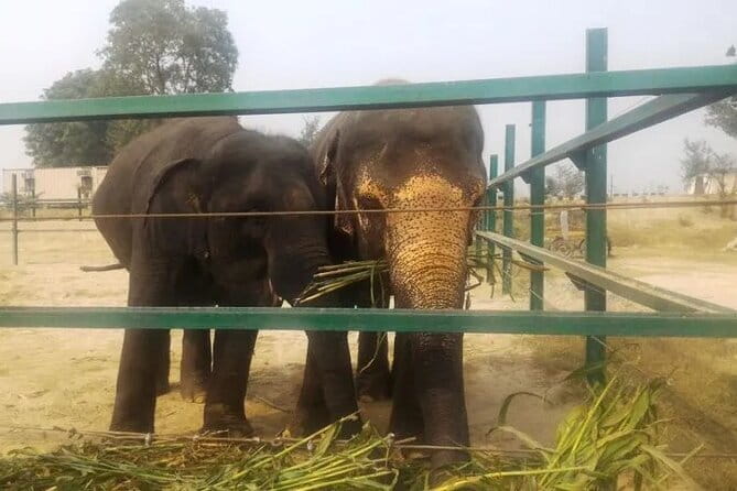 From Delhi: 1-day trip Mathura with Elephant conservation - Price and value: what $135 covers and why it can be worth it