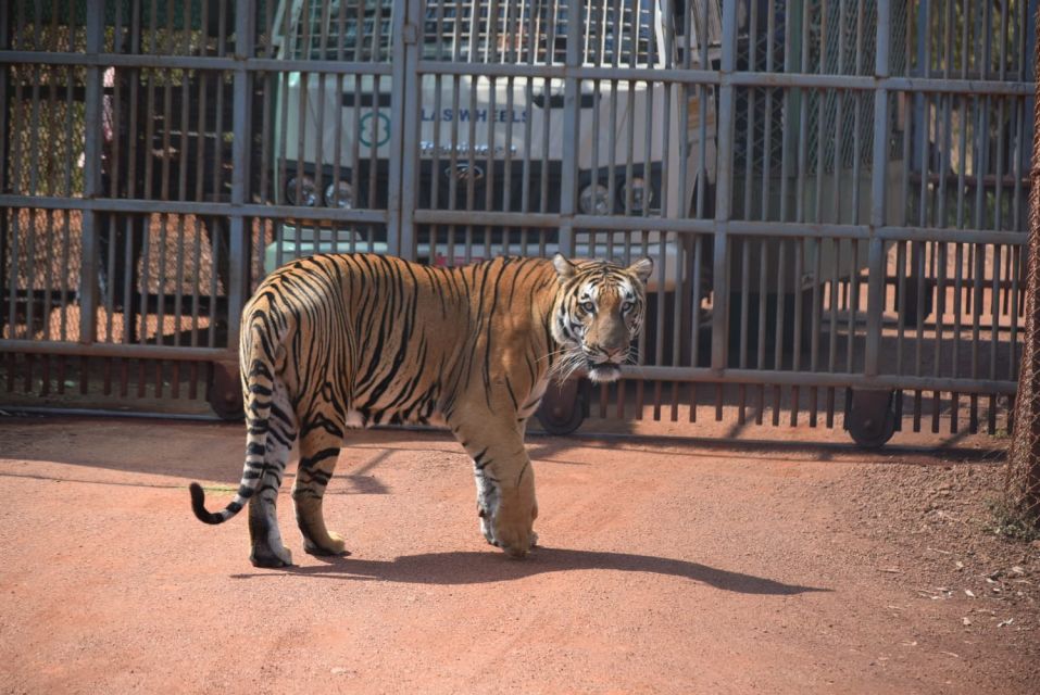 From Delhi: 2-Day Jim Corbett Tiger Safari Tour By Car - Quick hits before you go