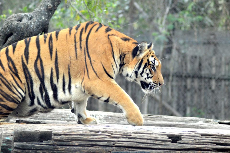 From Delhi: 2-Day Jim Corbett Tiger Safari Tour By Car - From Delhi to Ram Nagar: the ride that shapes Day 1