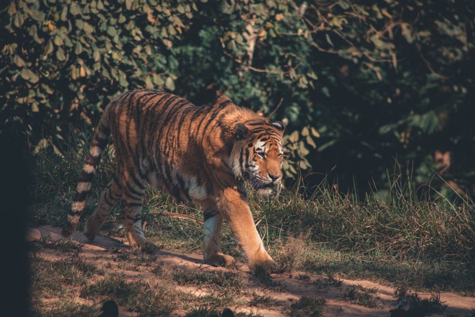 From Delhi: 2-Day Jim Corbett Tiger Safari Tour By Car - Afternoon private jeep safari: your first shot at Corbett wildlife