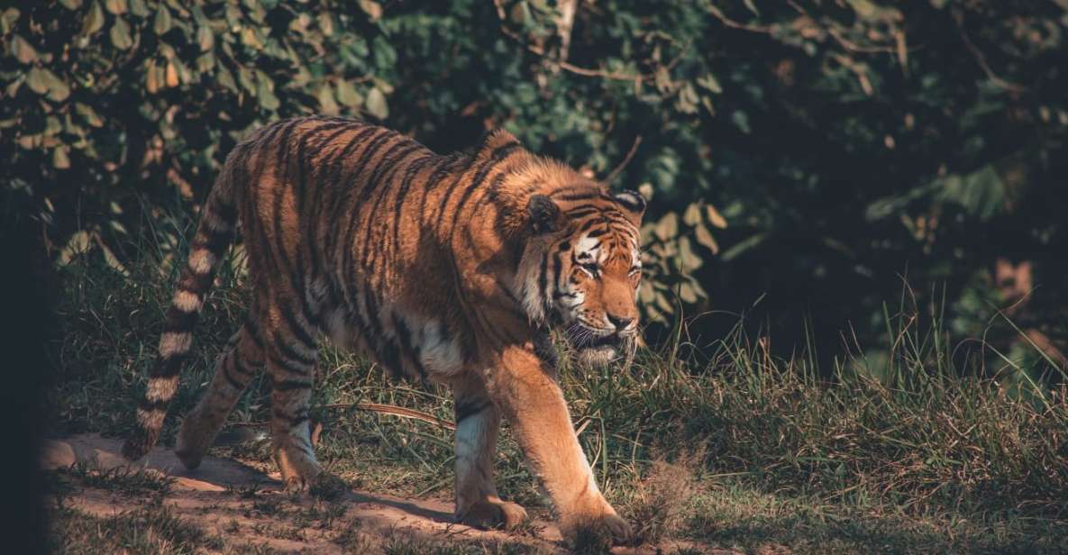 From Delhi: 2-Day Jim Corbett Tiger Safari Tour By Car - Driver and timing: safety felt strong, communication can be messy