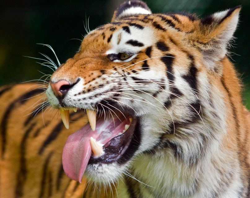 From Delhi: 3-Day Ranthambore Tiger Safari Tours India - Key Highlights to Know Before You Go