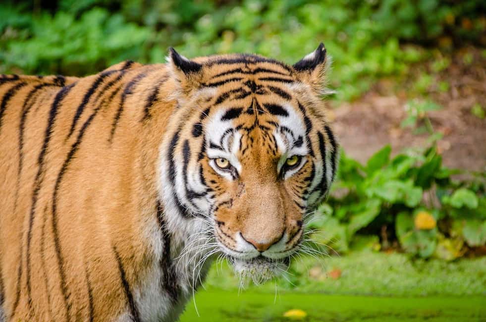 From Delhi: 3-Day Ranthambore Tiger Safari Tours India - Price and Value: What $392 Per Person Is Really Buying