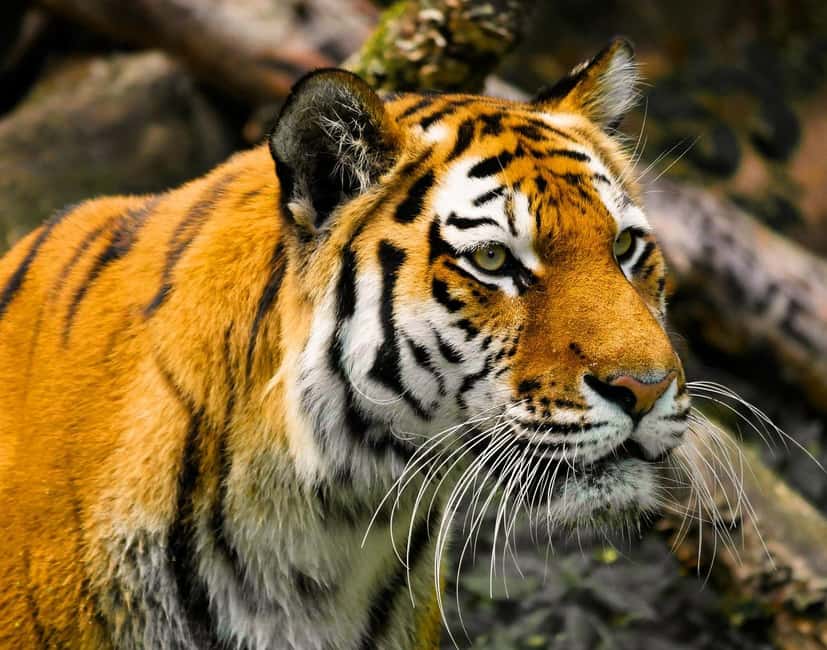 From Delhi: 3-Day Ranthambore Tiger Safari Tours India - Why This 3-Day Ranthambore Plan Works From Delhi