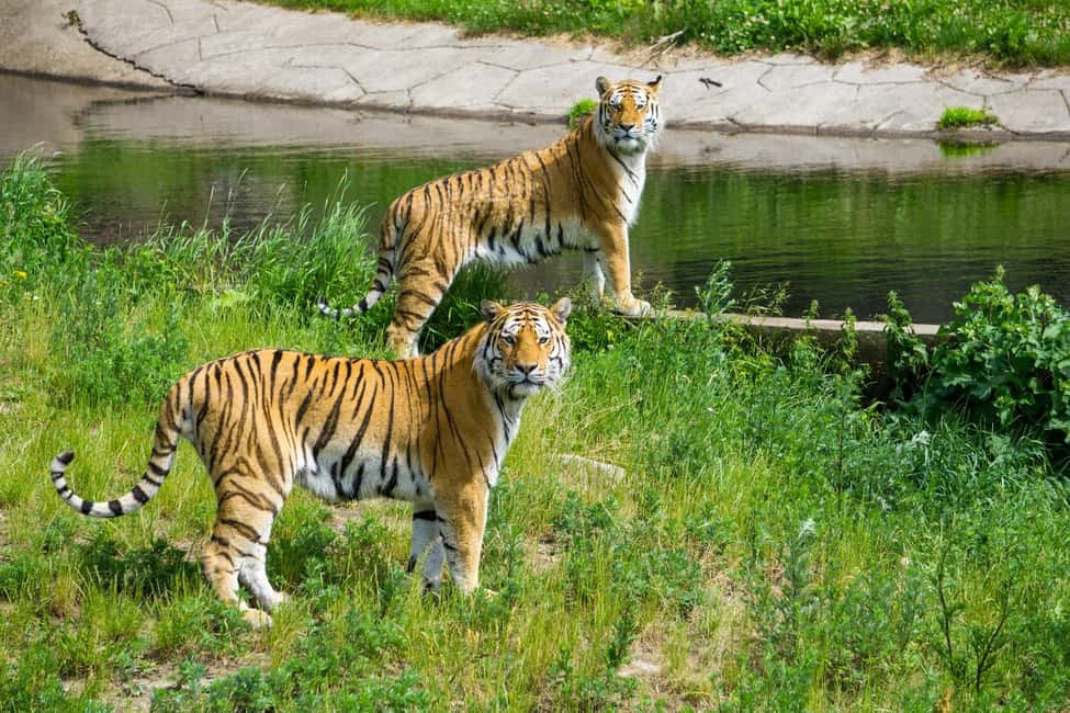 From Delhi: 3-Day Ranthambore Tiger Safari Tours India - Day 1 From Delhi to Ranthambore: First Safari + Hotel Check-In