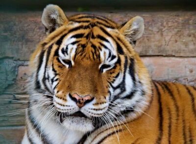 From Delhi: 3-Day Ranthambore Tiger Safari Tours India - Getting There: Your Delhi Pickup and the Private AC Ride
