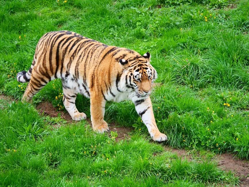 From Delhi: 3-Day Ranthambore Tiger Safari Tours India - Day 3: One Last Drive Before Delhi Drop-Off