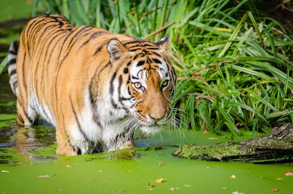 From Delhi: 3-Day Ranthambore Tiger Safari Tours India - The Tiger-Sighting Reality: What You Can Control and What You Can’t