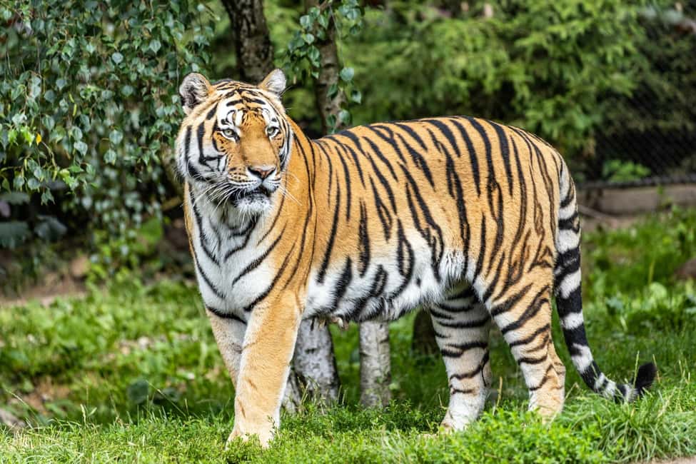 From Delhi: 3-Day Ranthambore Tiger Safari Tours India - Park Rules That Affect Your Trip Day-to-Day