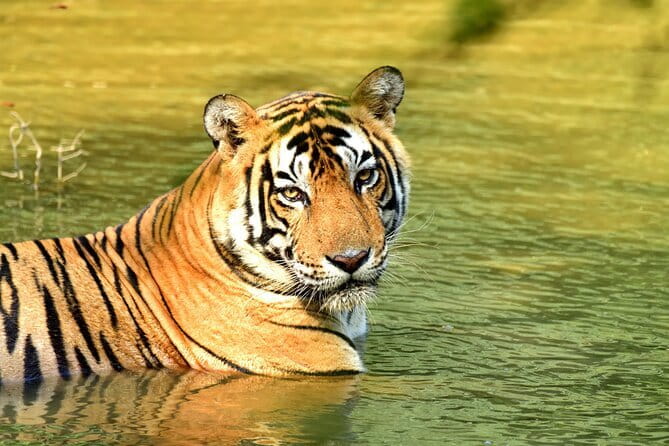 From Delhi: 4 Day Golden Triangle and Tiger Safari Private Tour - Key highlights worth planning around