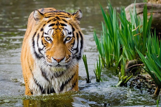 From Delhi: 4 Day Golden Triangle and Tiger Safari Private Tour - From Agra to Ranthambhore: the shift from marble to wild
