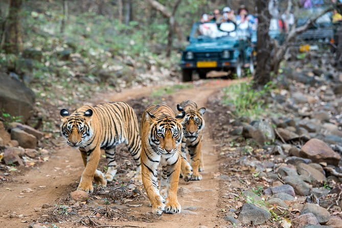 From Delhi: 4 Day Golden Triangle and Tiger Safari Private Tour - Day 3 Ranthambhore tiger safari: how to think about your odds