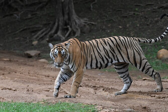 From Delhi: 4 Day Golden Triangle and Tiger Safari Private Tour - Jaipur Day 3 into Day 4: Amer Fort and the icons people come for
