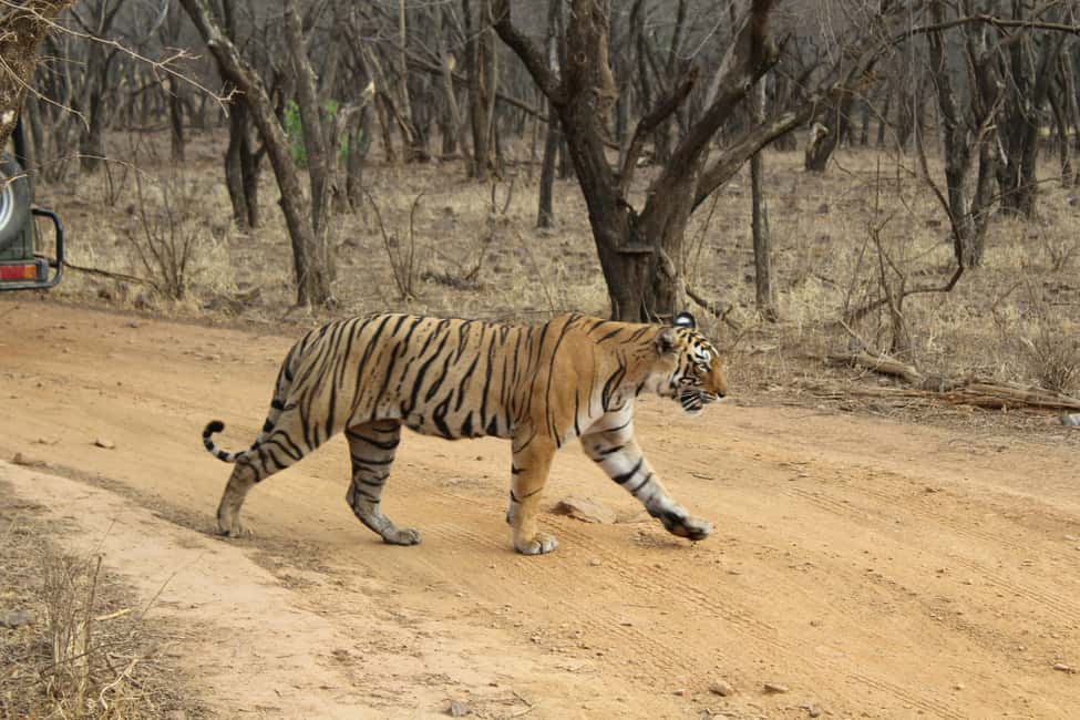 From Delhi: 4-Day Golden Triangle & Ranthambore Tiger Safari - Key highlights that matter