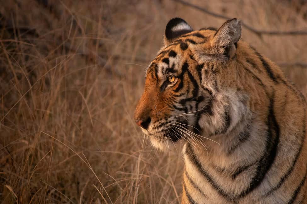 From Delhi: 4-Day Golden Triangle & Ranthambore Tiger Safari - Price and logistics: what $290 gets you in real life