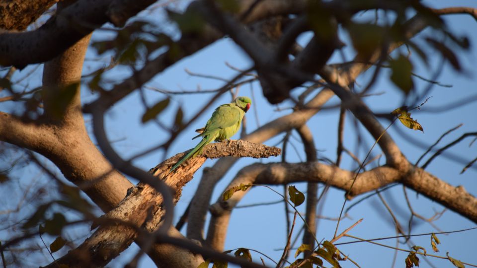 From Delhi: 4-Day Golden Triangle & Ranthambore Tiger Safari - Ranthambore tiger safari: shared jeeps/canters and how to maximize your odds