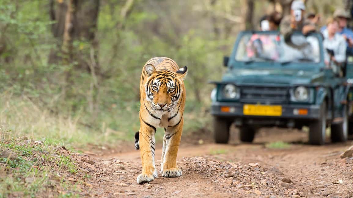 From Delhi: 4-Day Golden Triangle Tour with Tiger Safari - Key highlights that make this tour work