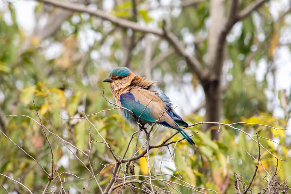 From Delhi: 5 Day Golden Triangle, Safari, & Bird Sanctuary - Key Points Before You Go