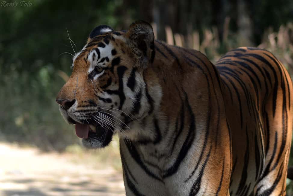 From Delhi: 5 Day Golden Triangle, Safari, & Bird Sanctuary - Bharatpur Keoladeo Bird Sanctuary: A 350+ Species Reset